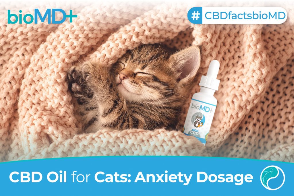 cbd oil for cats anxiety dosage tincture