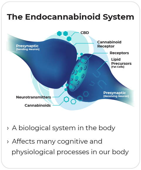 bioMDplus The Endocannabinoid System Infographic CBD