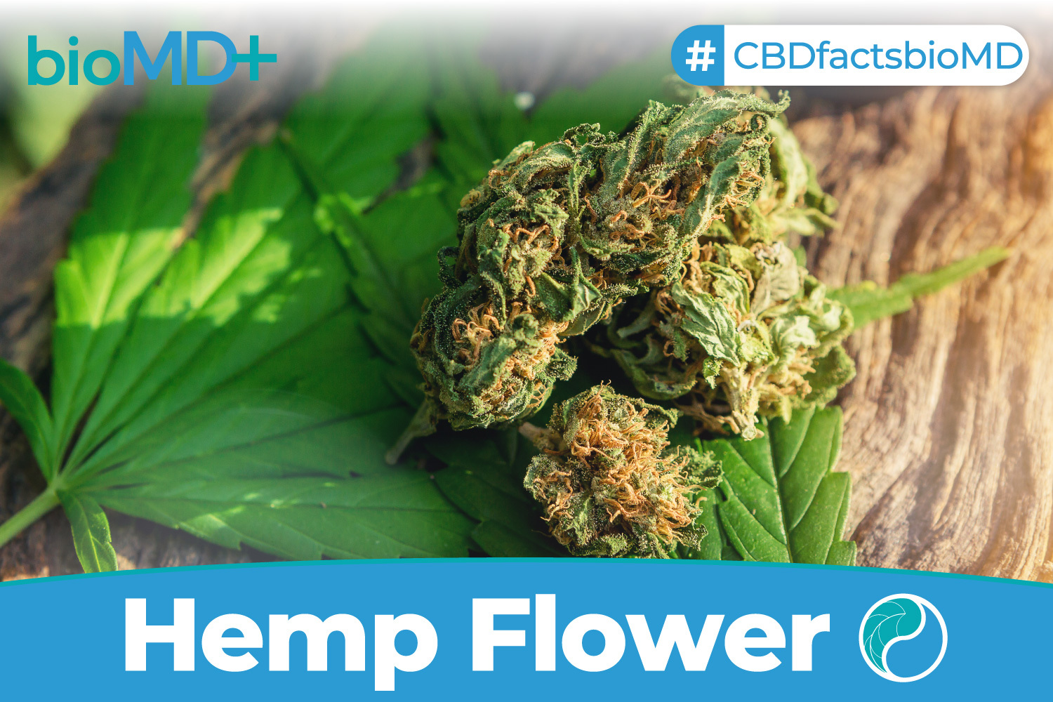 Hemp Flower For Sale | Try Our Hemp CBD Flower: It's Available Now!