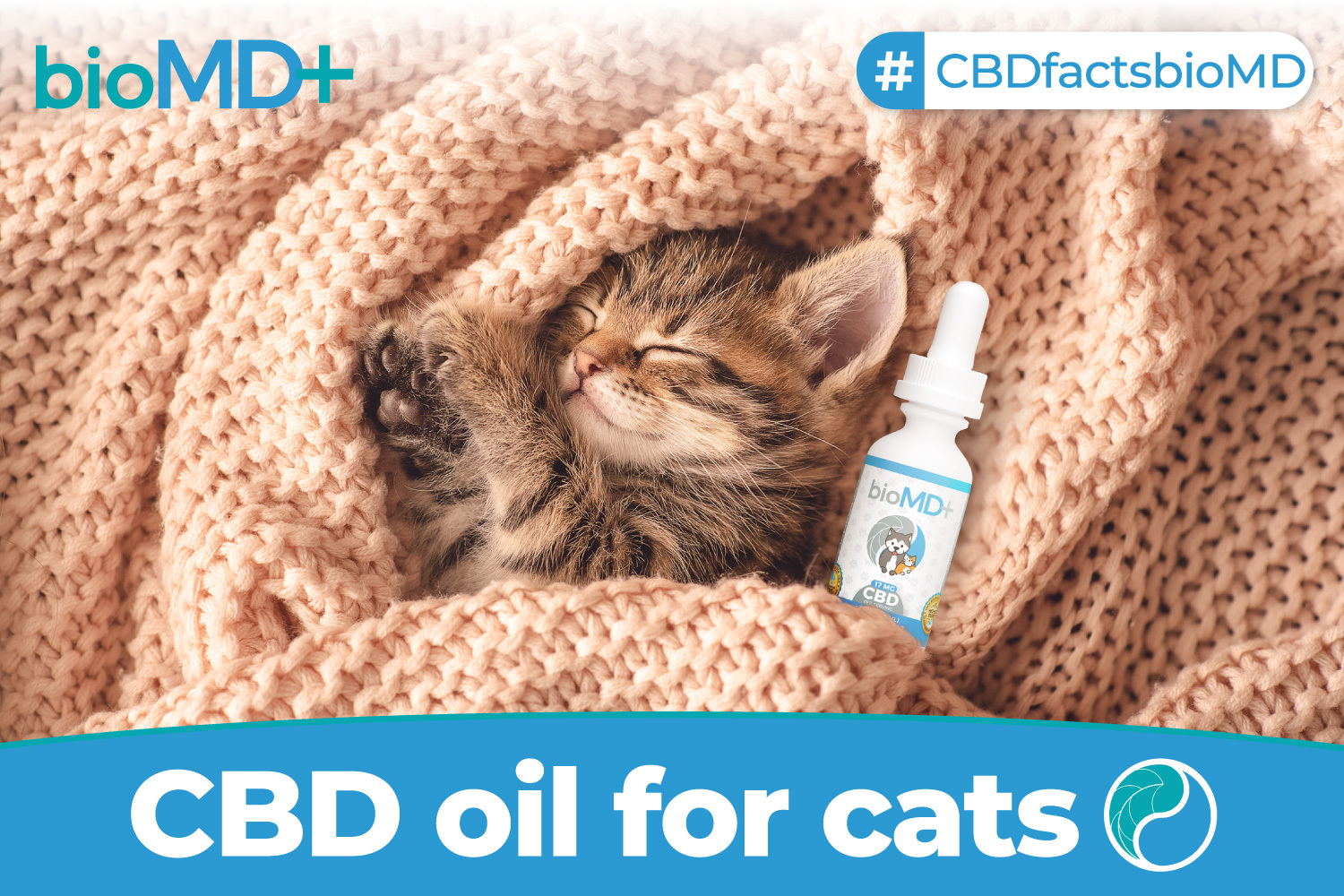 Is CBD Oil Safe For Cats Read Before Buying UPDATED