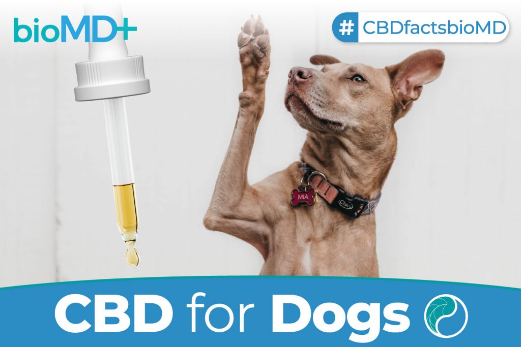 article bio cbd for dogs