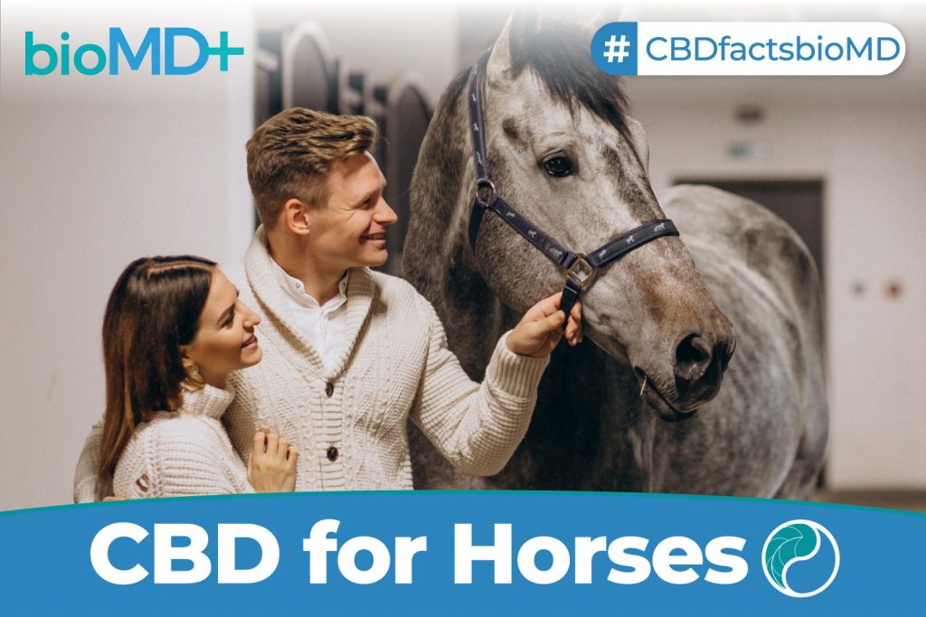 article-bio-CBD-for-horses