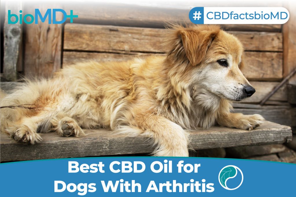 article-bio-best-cbd-oil-for-dogs-with-arthritis