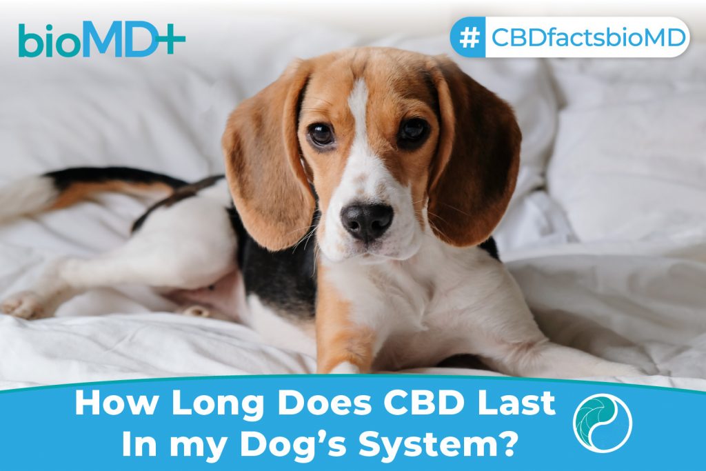 bio article How Long Does CBD Last In Dogs System