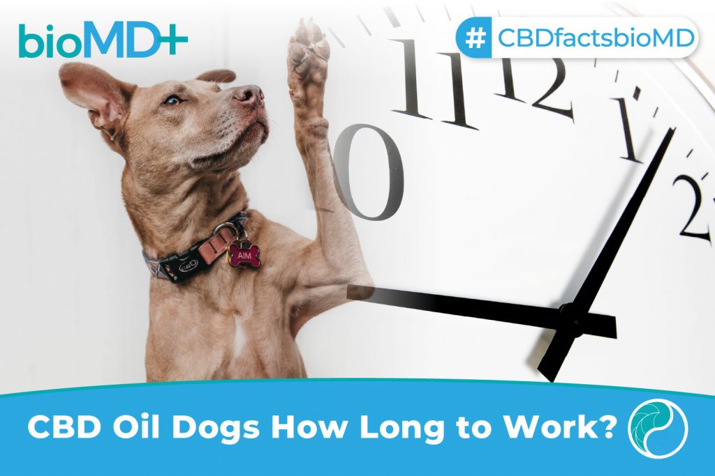 bio article CBD Oil Dogs How Long to Work-