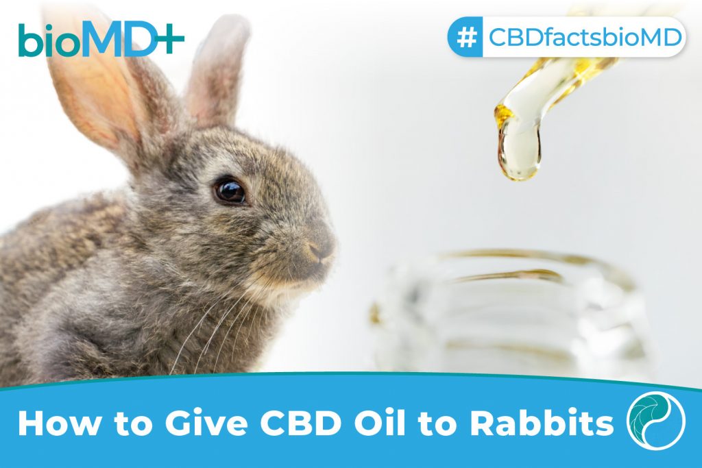 bio article How to Give CBD Oil to Rabbits-