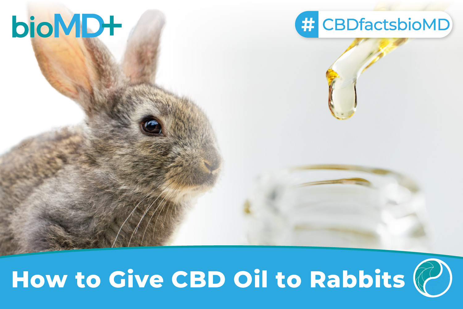 How To Give CBD Oil To Rabbits? Ultimate Guide For PetsJune 2023