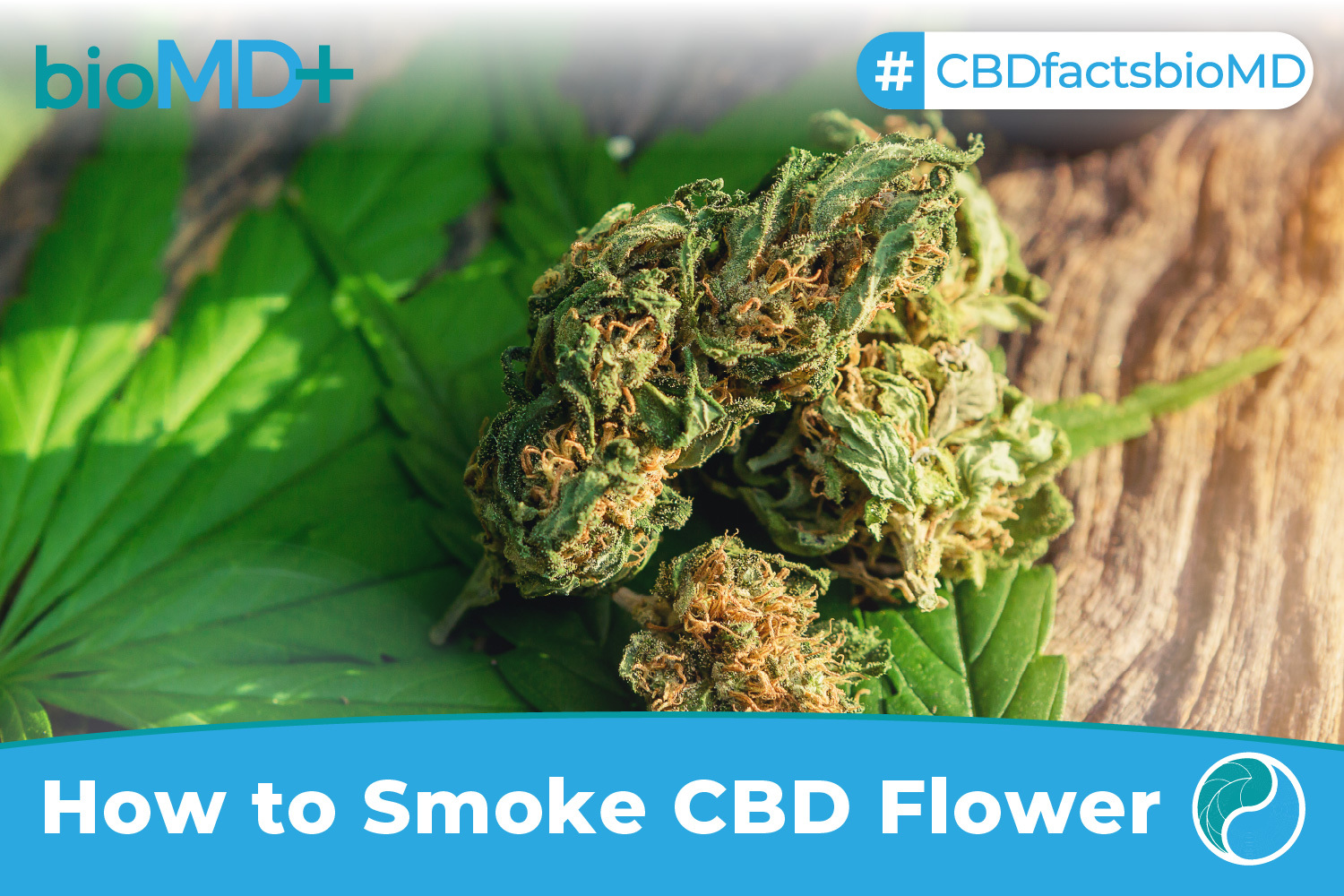 How To Smoke CBD Flower? A Beginner's Guide October 2023