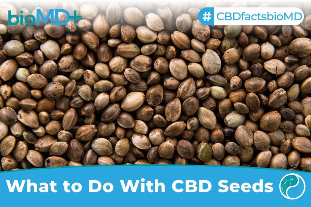 bio article What to Do With CBD Seeds-