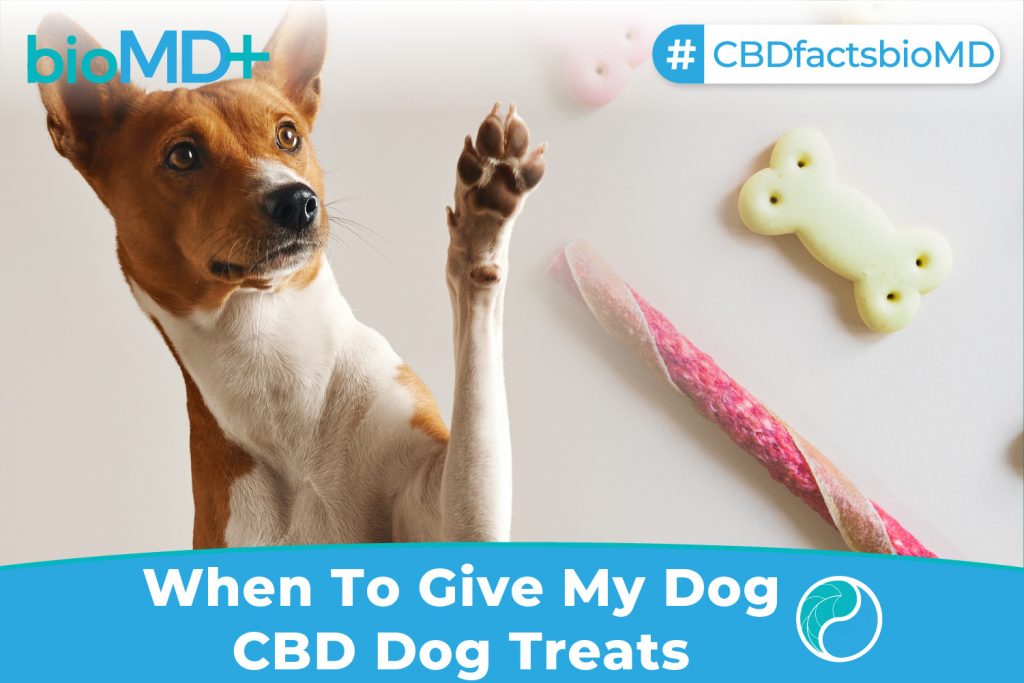 bio article When To Give My Dog CBD Dog Treats